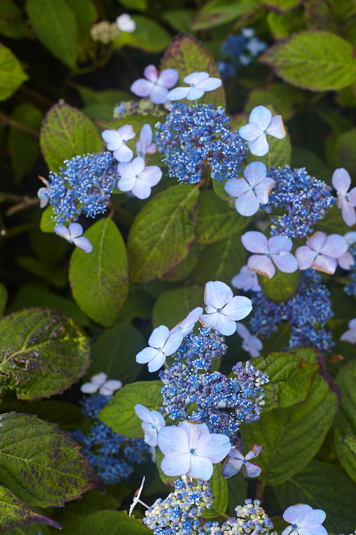 CapeCod_140