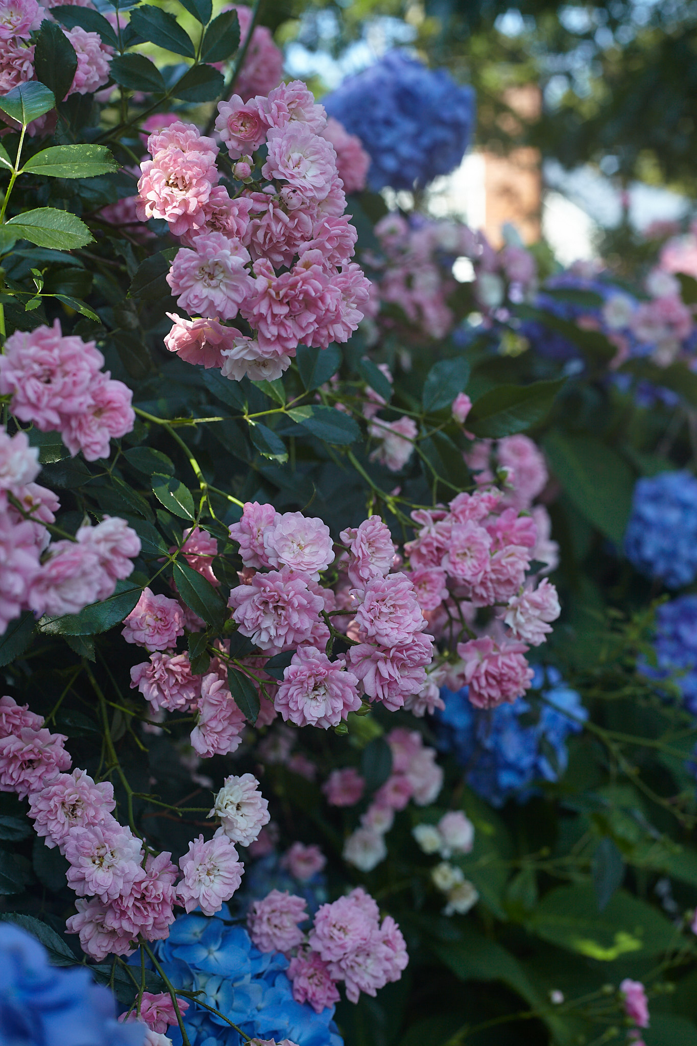 CapeCod_161