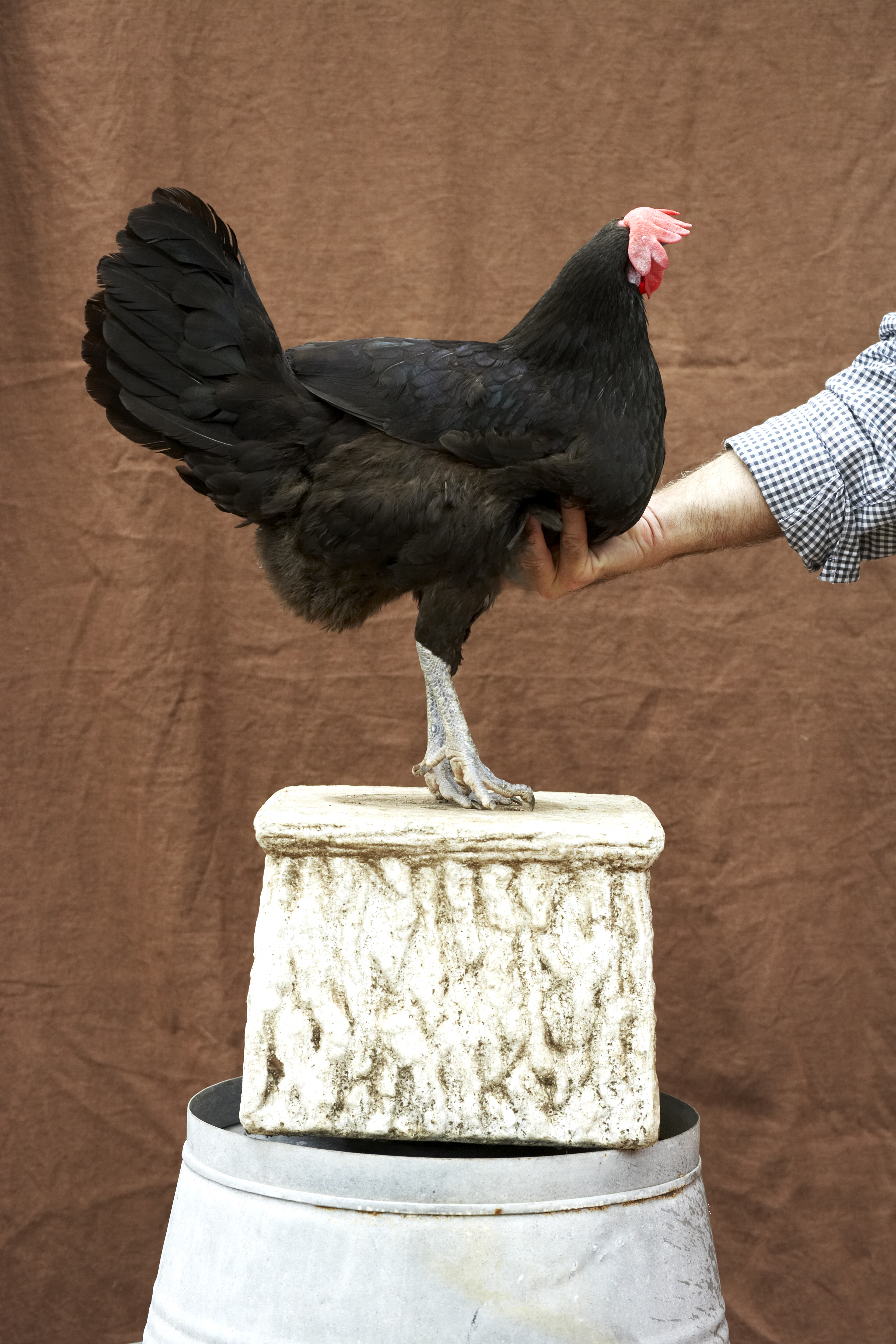 Chicken_1