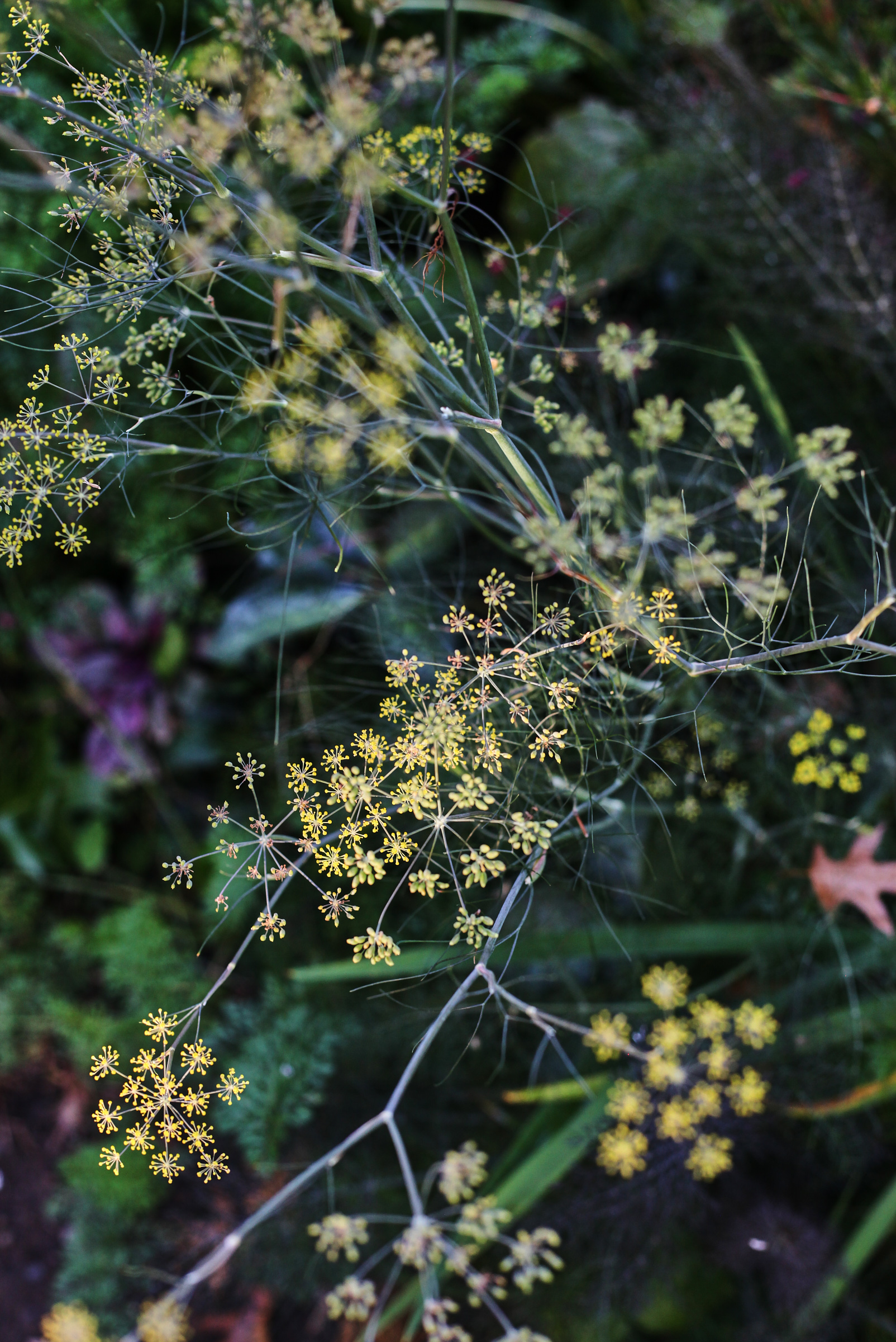 Garden_136