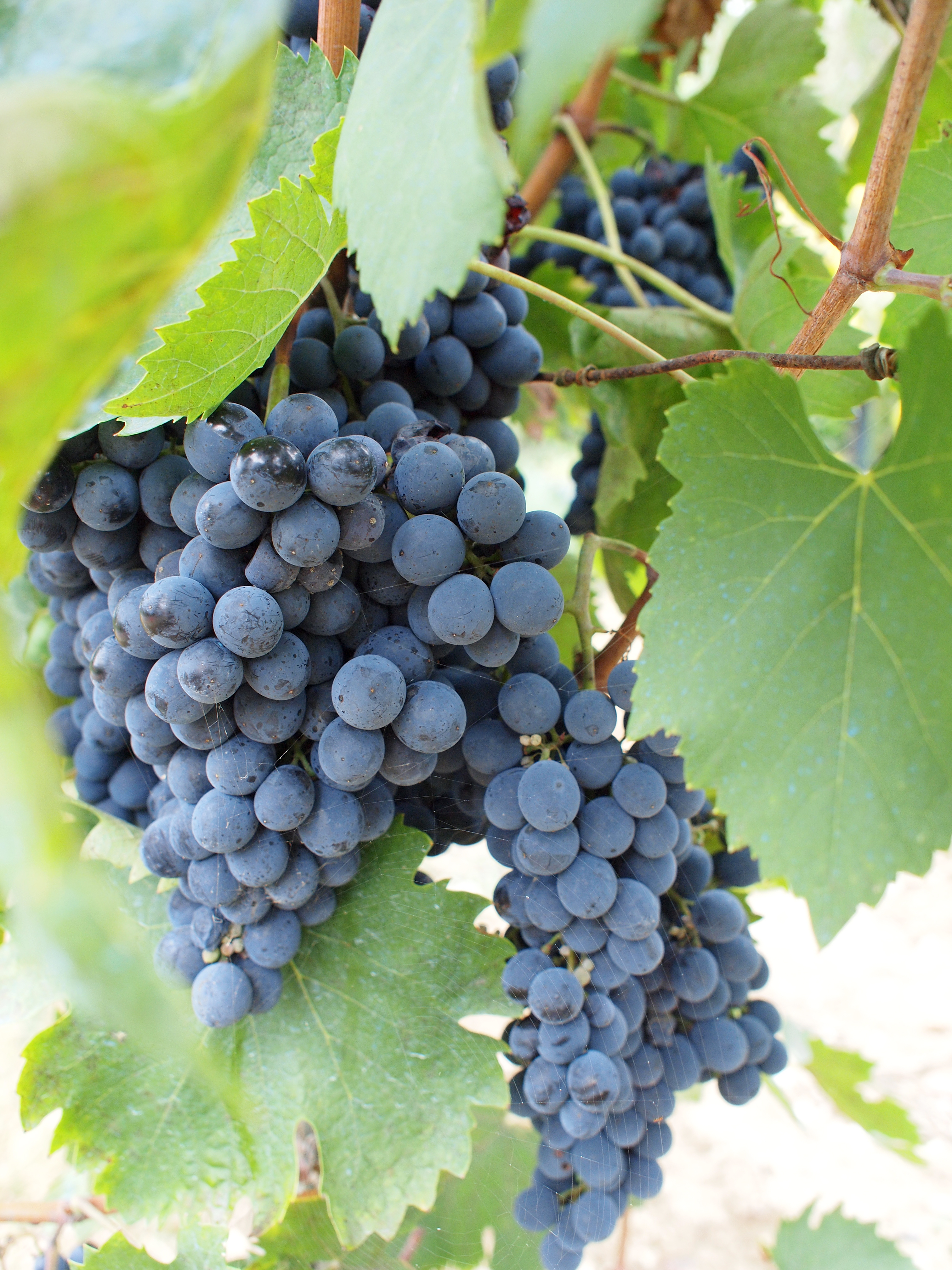 grapes