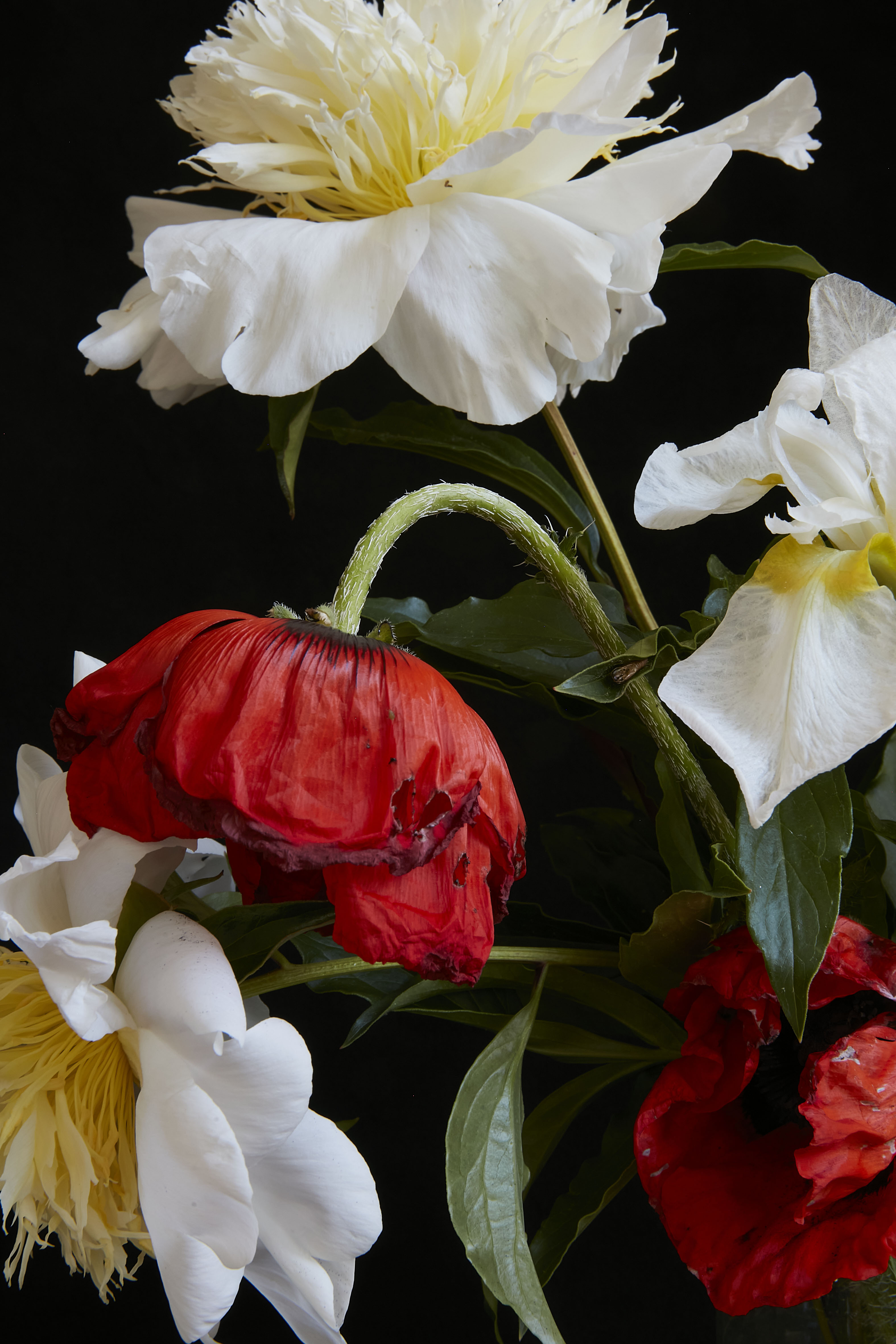 studioflowers